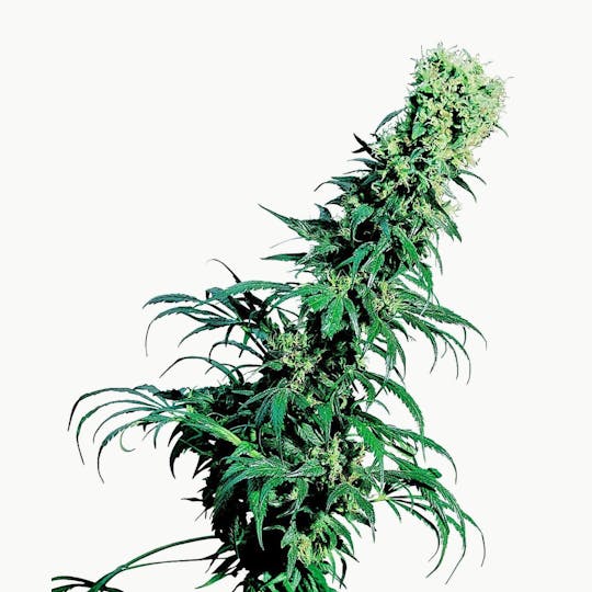 Sensi Seeds - Early Pearl® - 1
