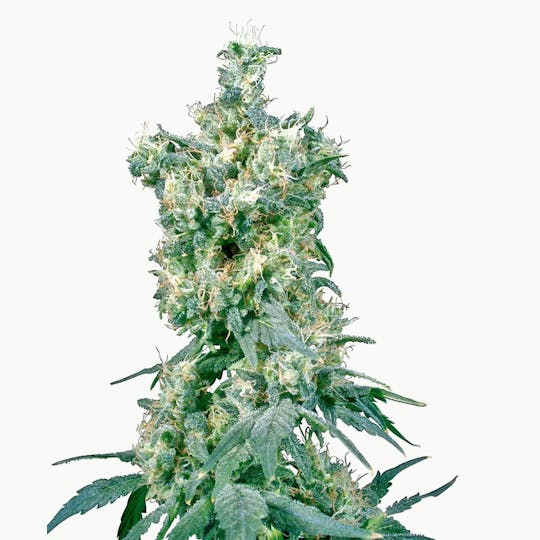 Sensi Seeds - American Dream® - 1