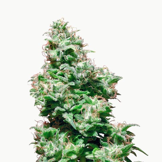 Sensi Seeds - Kali Haze - 1