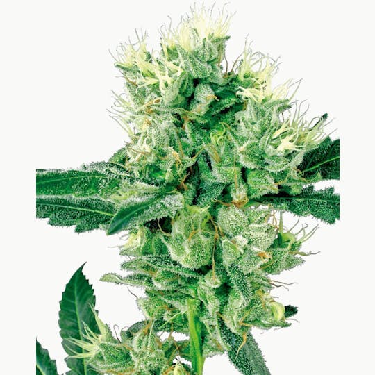Sensi Seeds - White Haze - 1