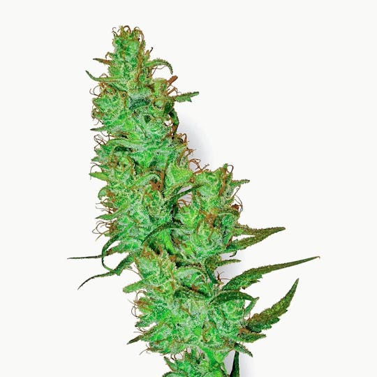 Sensi Seeds - White Label Jack Herer - 1