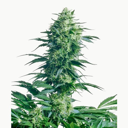 Sensi Seeds - Mother's Finest® - 1