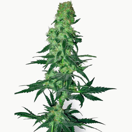 Sensi Seeds - Amnesia White - 1