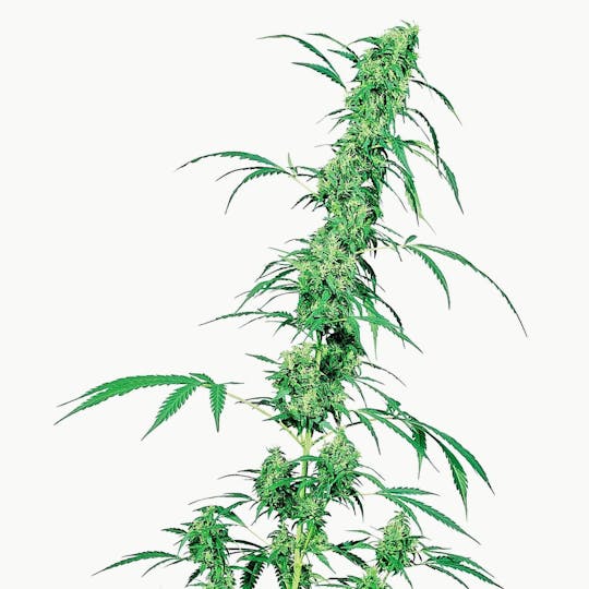 Sensi Seeds - Fruity Juice® - 1
