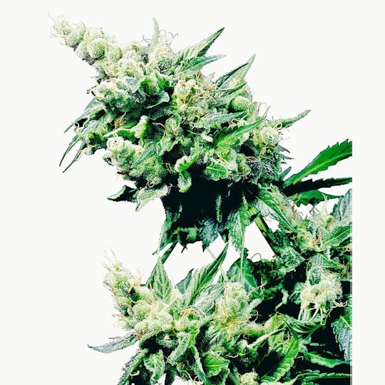 Sensi Seeds - Hash Plant® - 1