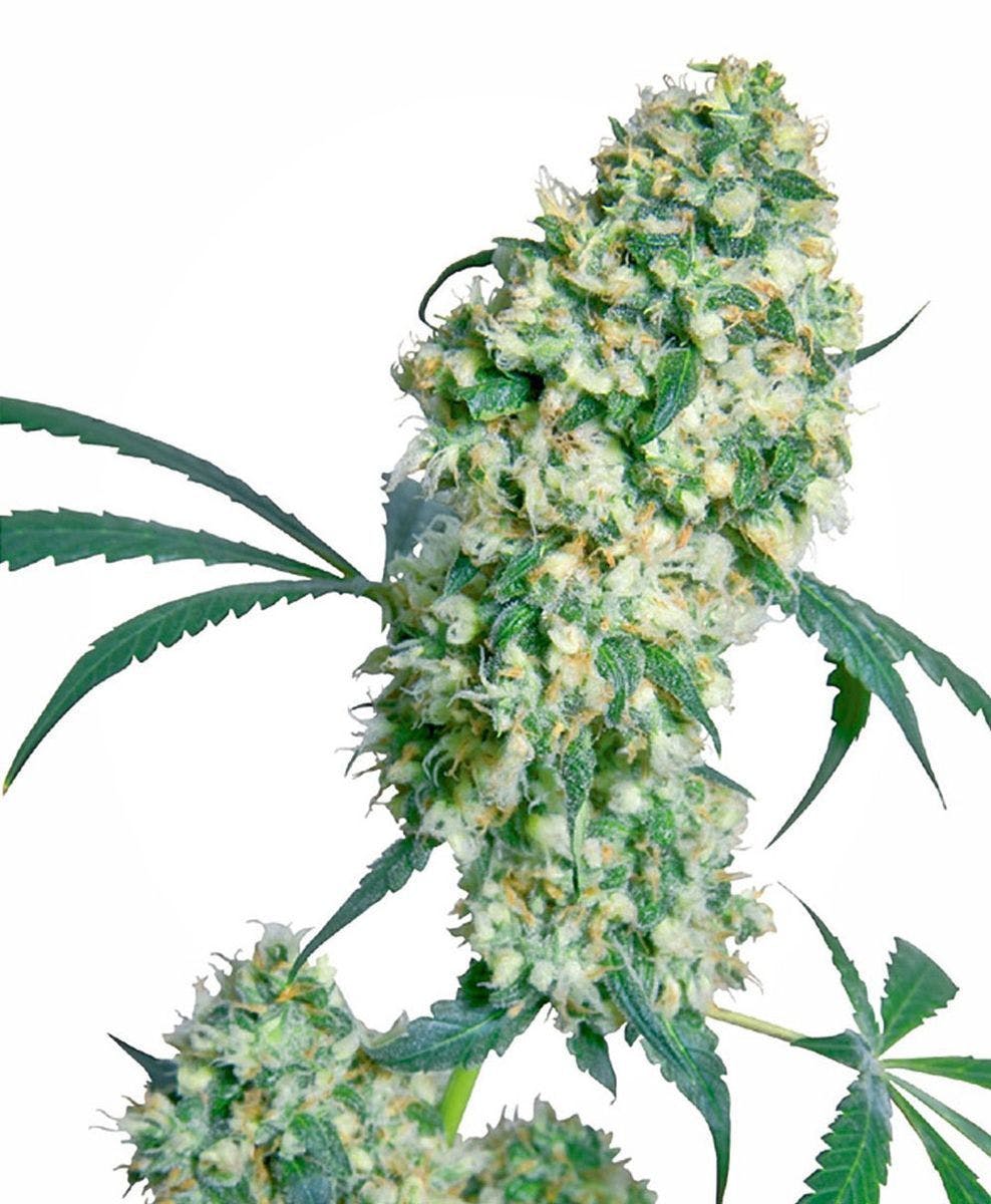 Sensi Seeds - Ed Rosenthal Super Bud® - 1