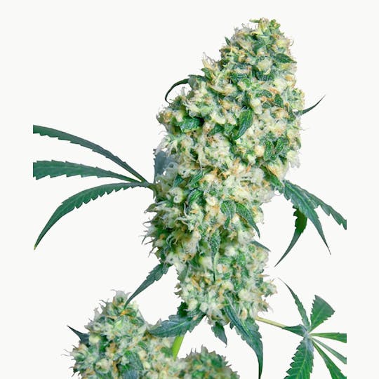 Sensi Seeds - Ed Rosenthal Super Bud® - 1