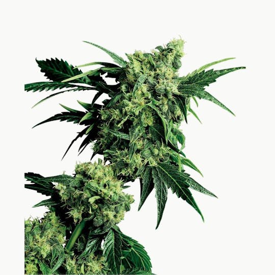 Sensi Seeds - Mr. Nice G13 X Hash Plant® - 1