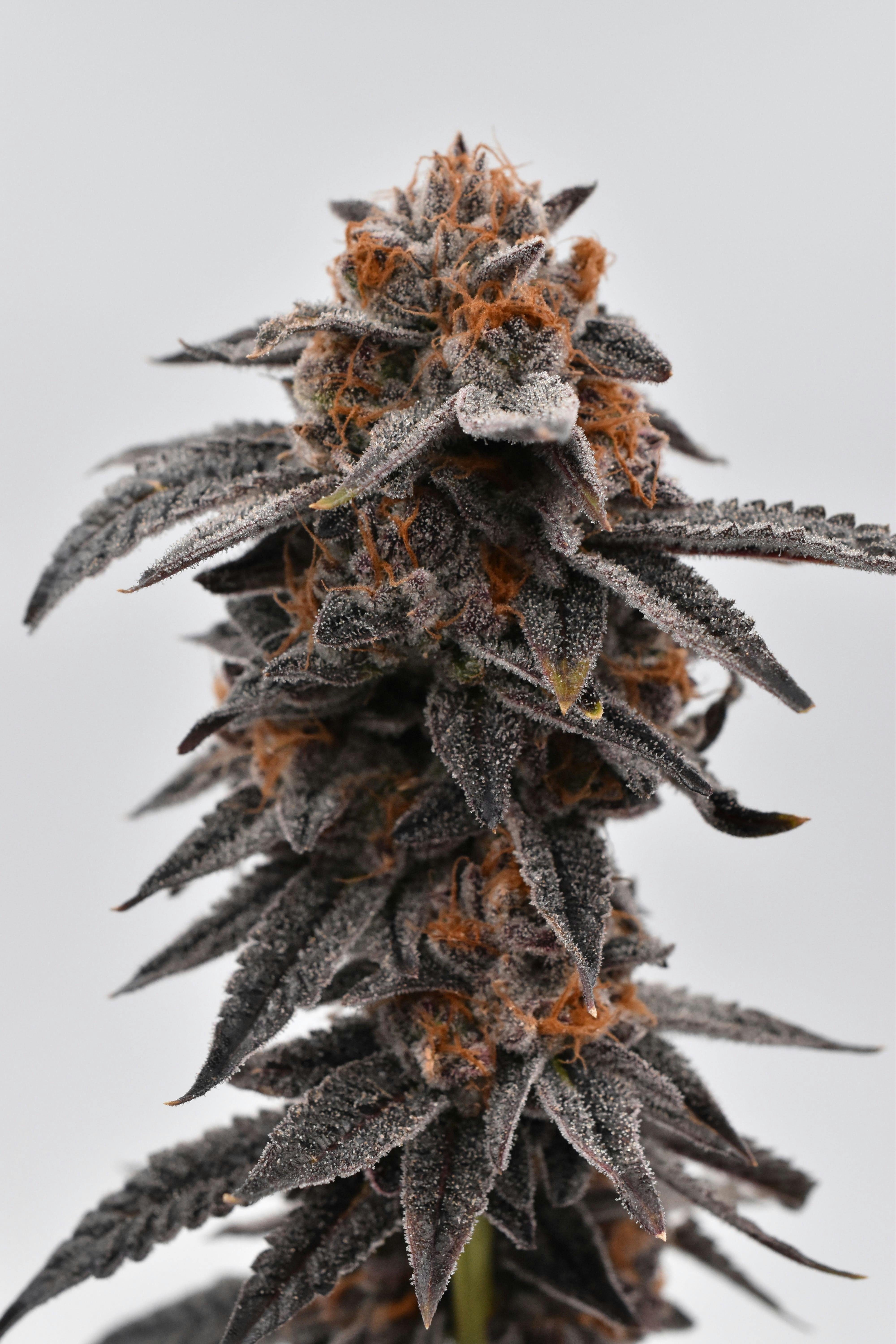 Paul's Boutique - DoSiDos - 1