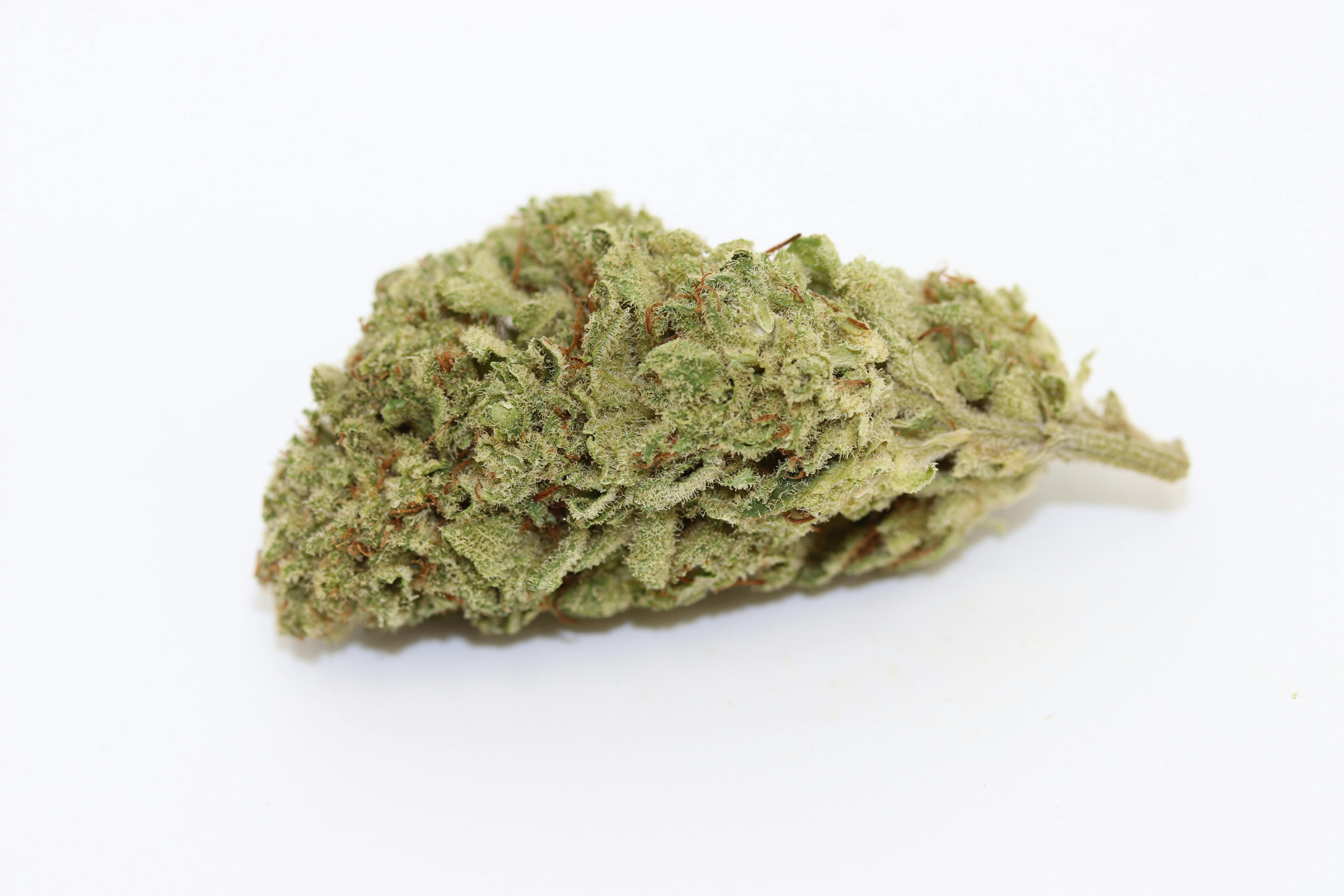 Elevation 207 - Great White Shark - 1