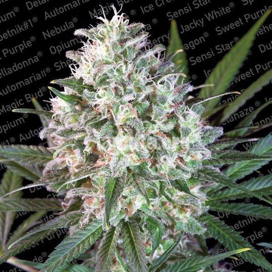 Paradise Seeds - Space Cookies - 1