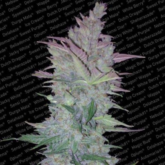 Paradise Seeds - Vertigo - 1