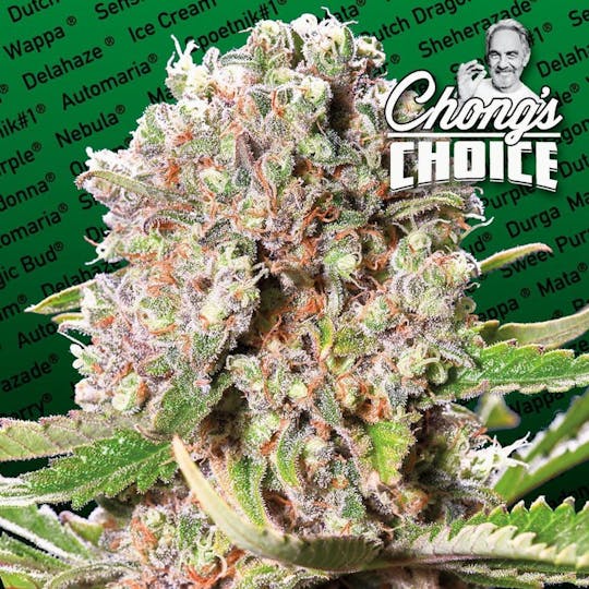 Paradise Seeds - Mendocino Skunk - 1