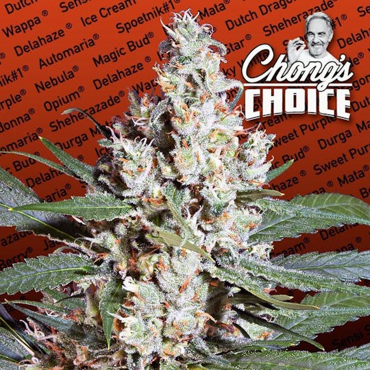 Paradise Seeds - L.A. Amnesia - 1