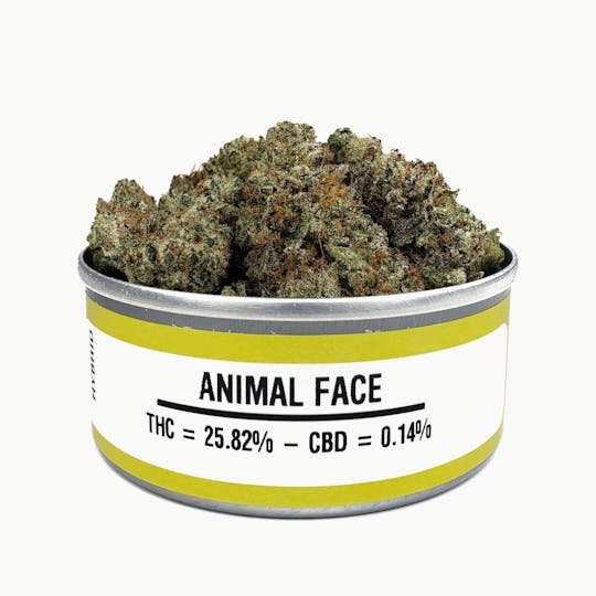 Space Monkey Meds - Animal Face - 1