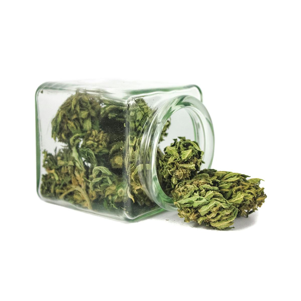 Hanftopia - CBD Blüten Bio Bud - 10g - 1