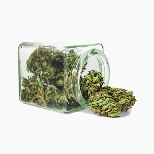 Hanftopia - CBD Blüten Bio Bud - 10g - 1