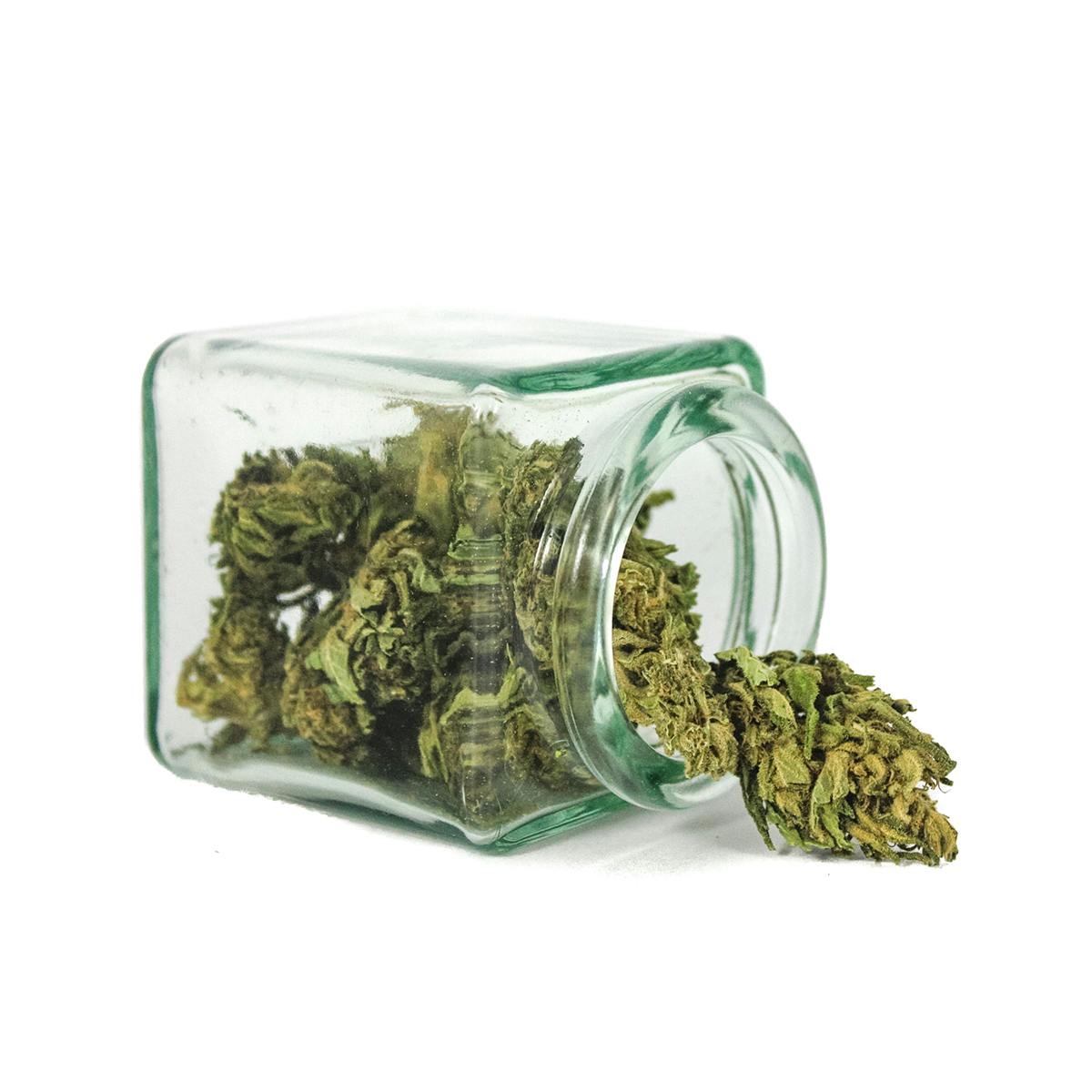 Hanftopia - CBD Blüten Bio Bud - 5g - 1