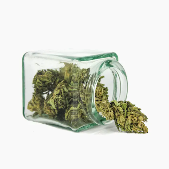 Hanftopia - CBD Blüten Bio Bud - 5g - 1