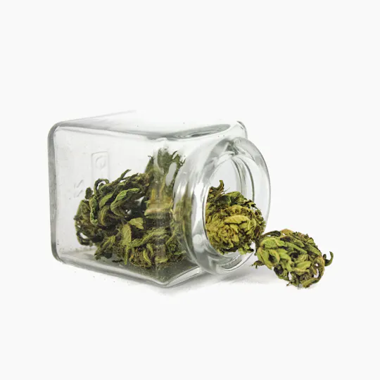 Hanftopia - CBD Blüten Bio Bud - 2g - 1