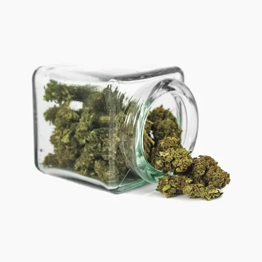 Hanftopia - CBD Blüten Wäldar Krut - 5g - 1
