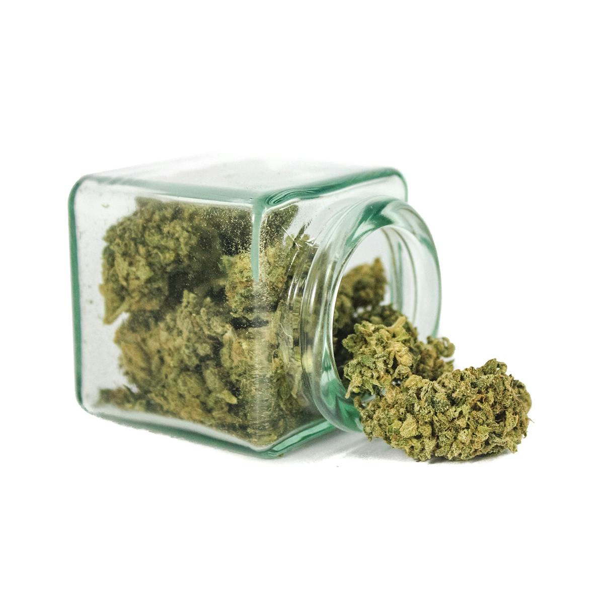 Hanftopia - CBD Blüten Xiberg - 5g - 1