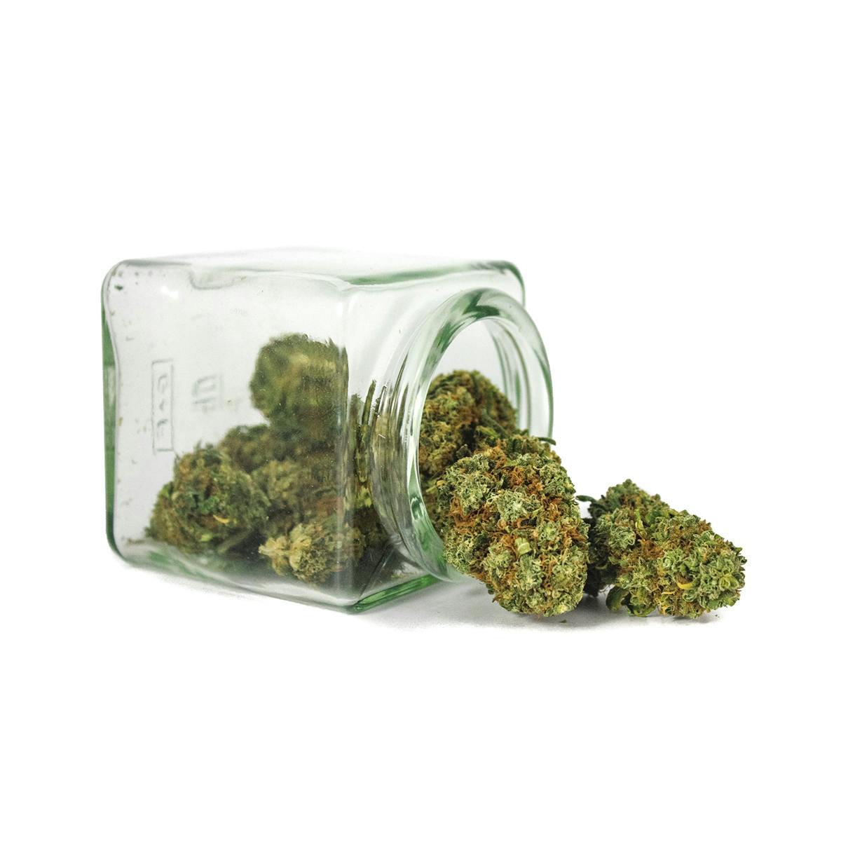 Hanftopia - CBD Blüten Zitronella - 10g - 1