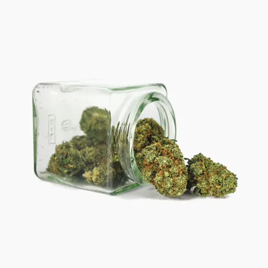 Hanftopia - CBD Blüten Zitronella - 10g - 1