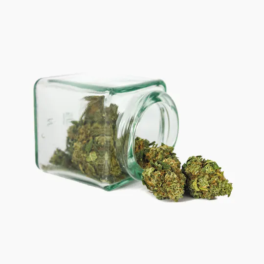 Hanftopia - CBD Blüten Zitronella - 5g - 1