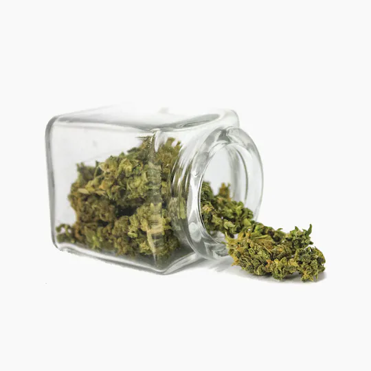 Hanftopia - CBD Blüten Zitronella - 2g - 1