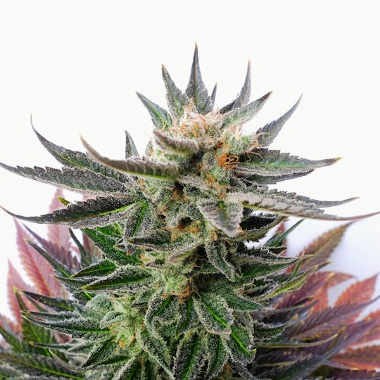 Kannabia Seed Company - LOL - 1