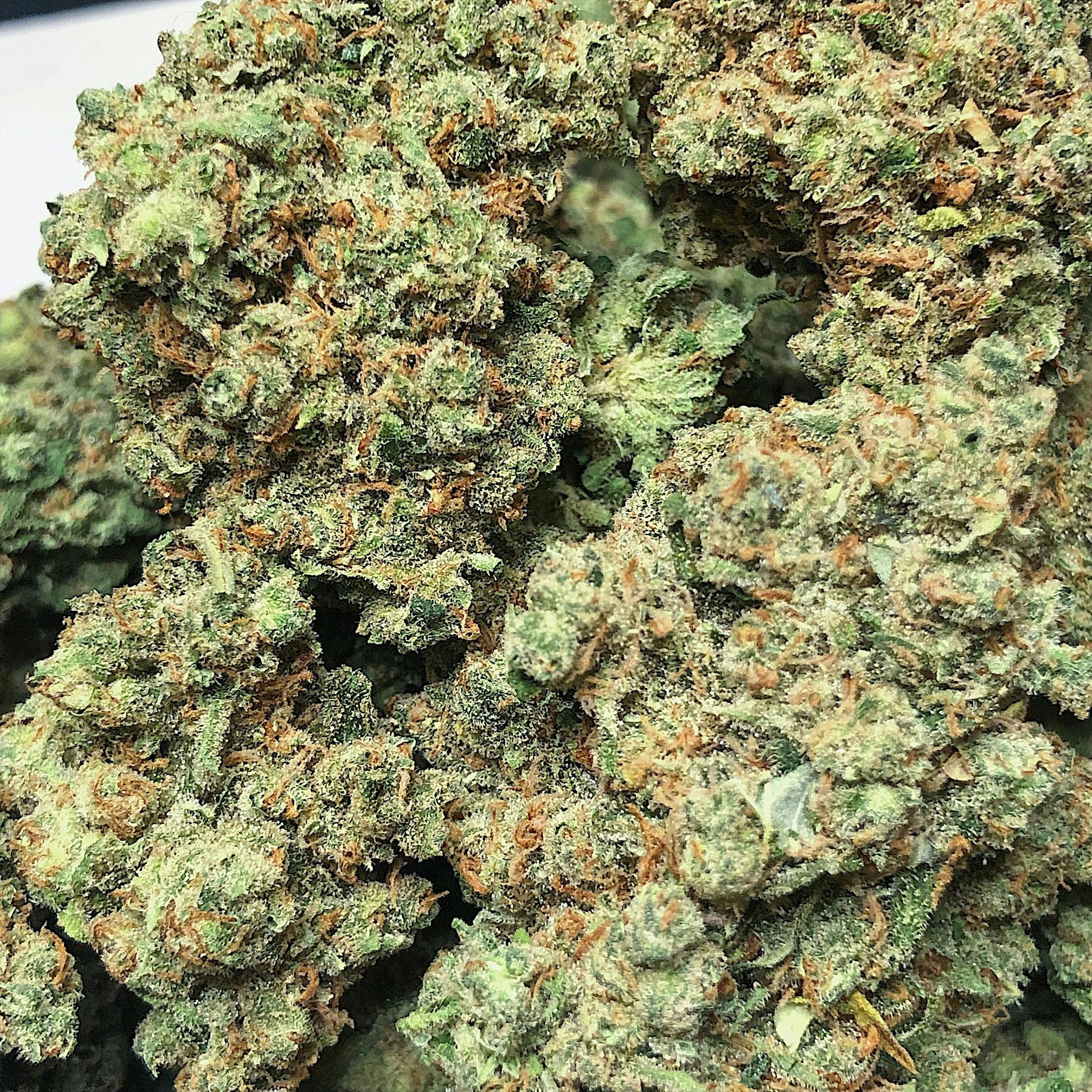 High Tide Organics - Candy Jack - 1