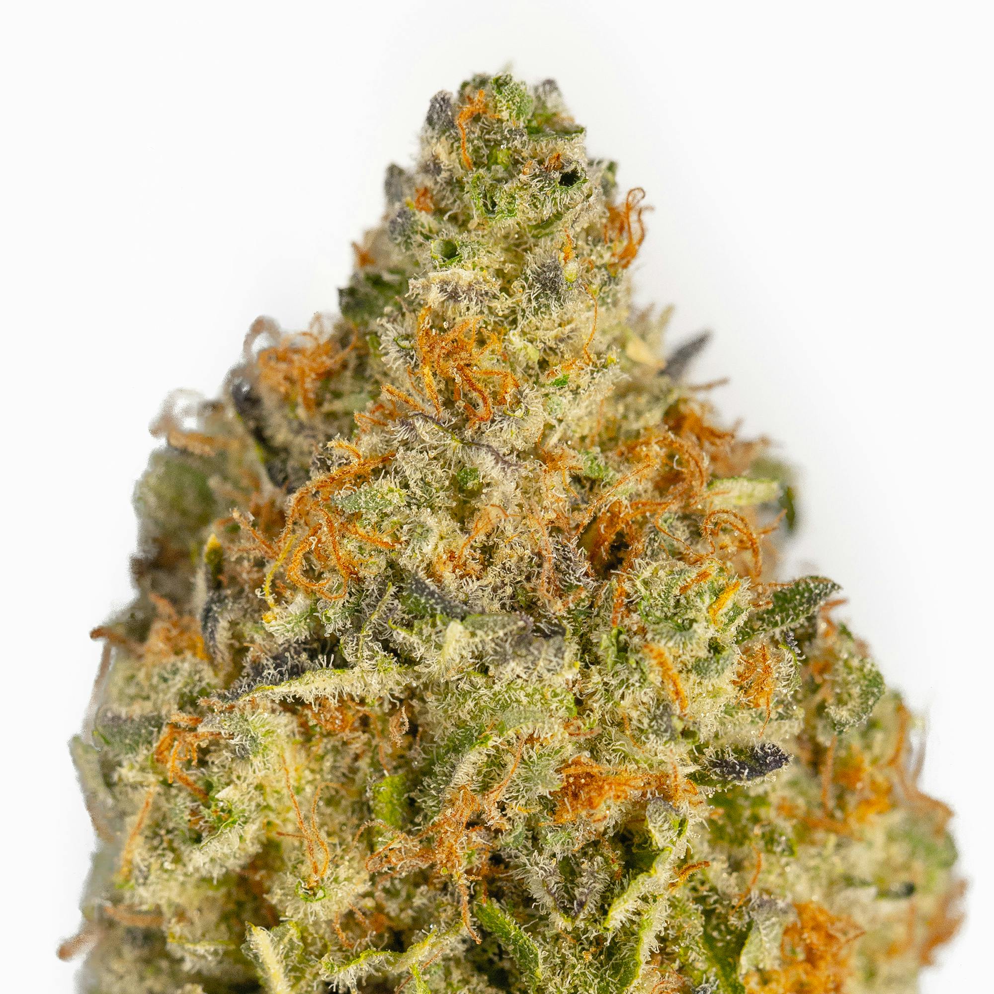 Great Northern Cannabis - Great Northern Cannabis Mimosa Flower (Sativa) - 1