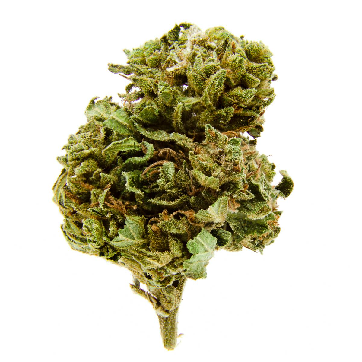 Sensitiva - Bengala - 1