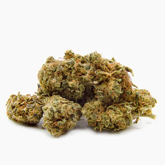 Sensitiva - Kali - 1