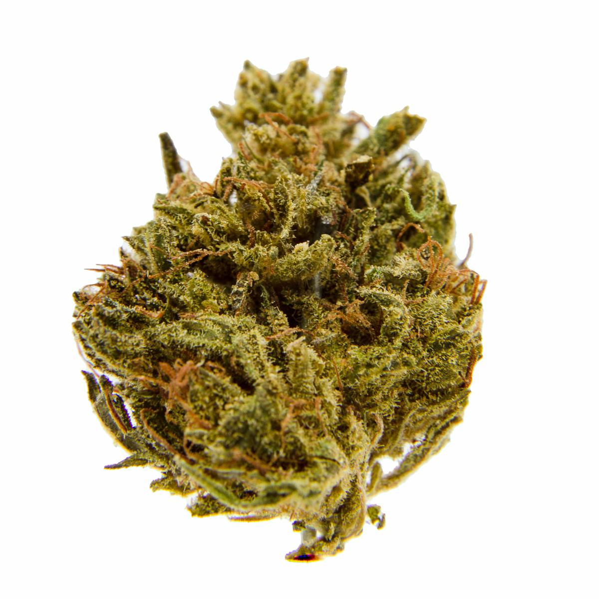 Sensitiva - Genesi - 1