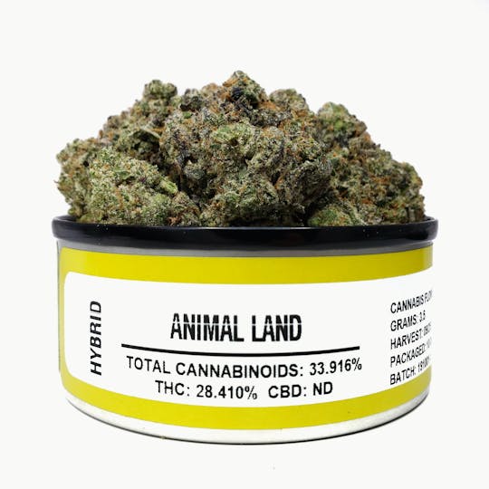 Space Monkey Meds - Animal Land - 1