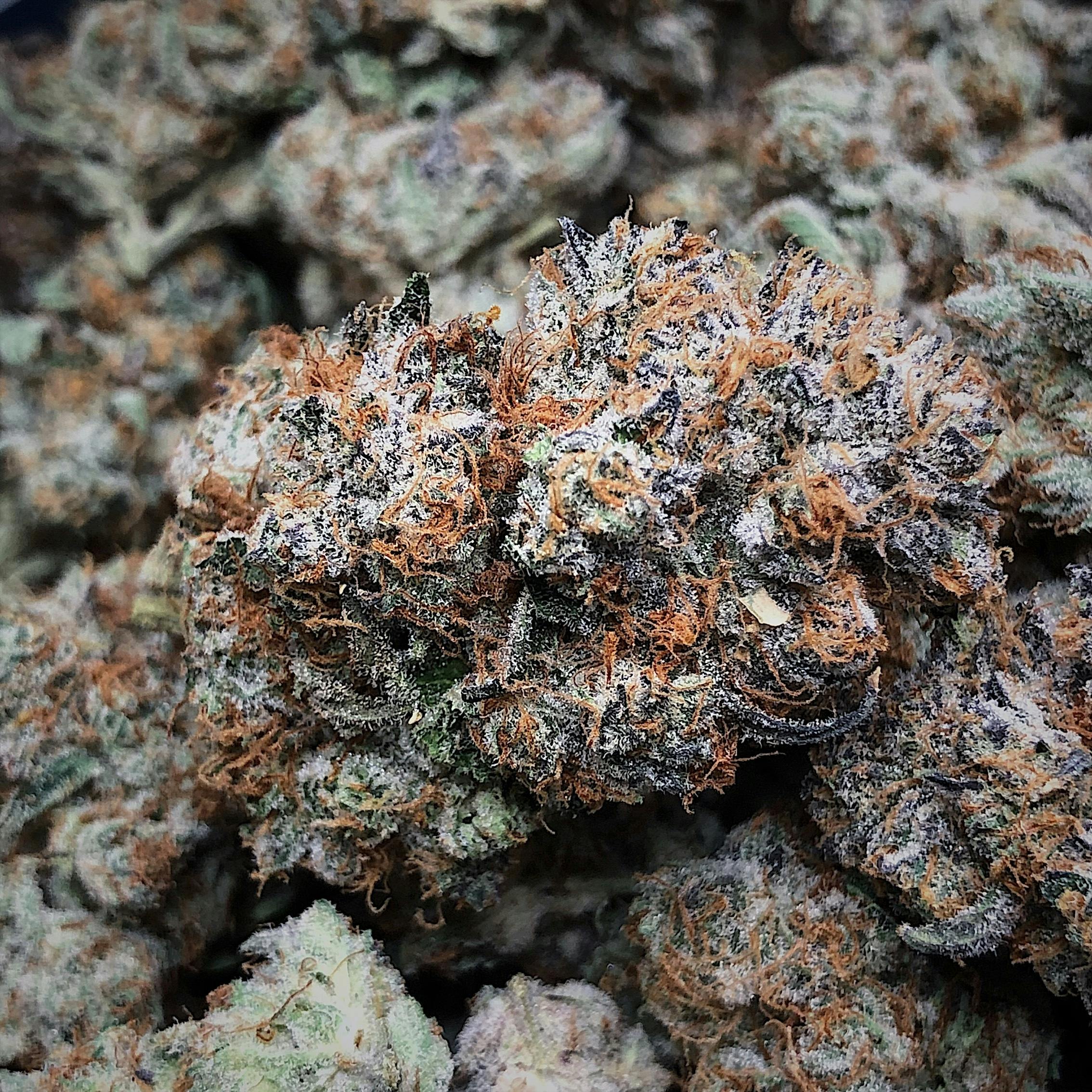 High Tide Organics - Zookies - 1