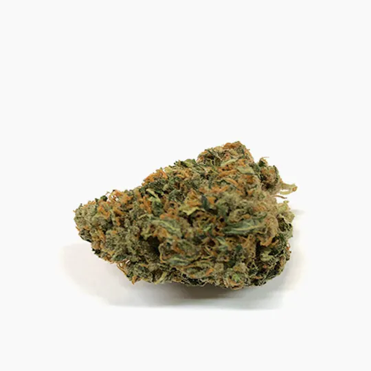 JUST BOB - BLUEBERRY - 1