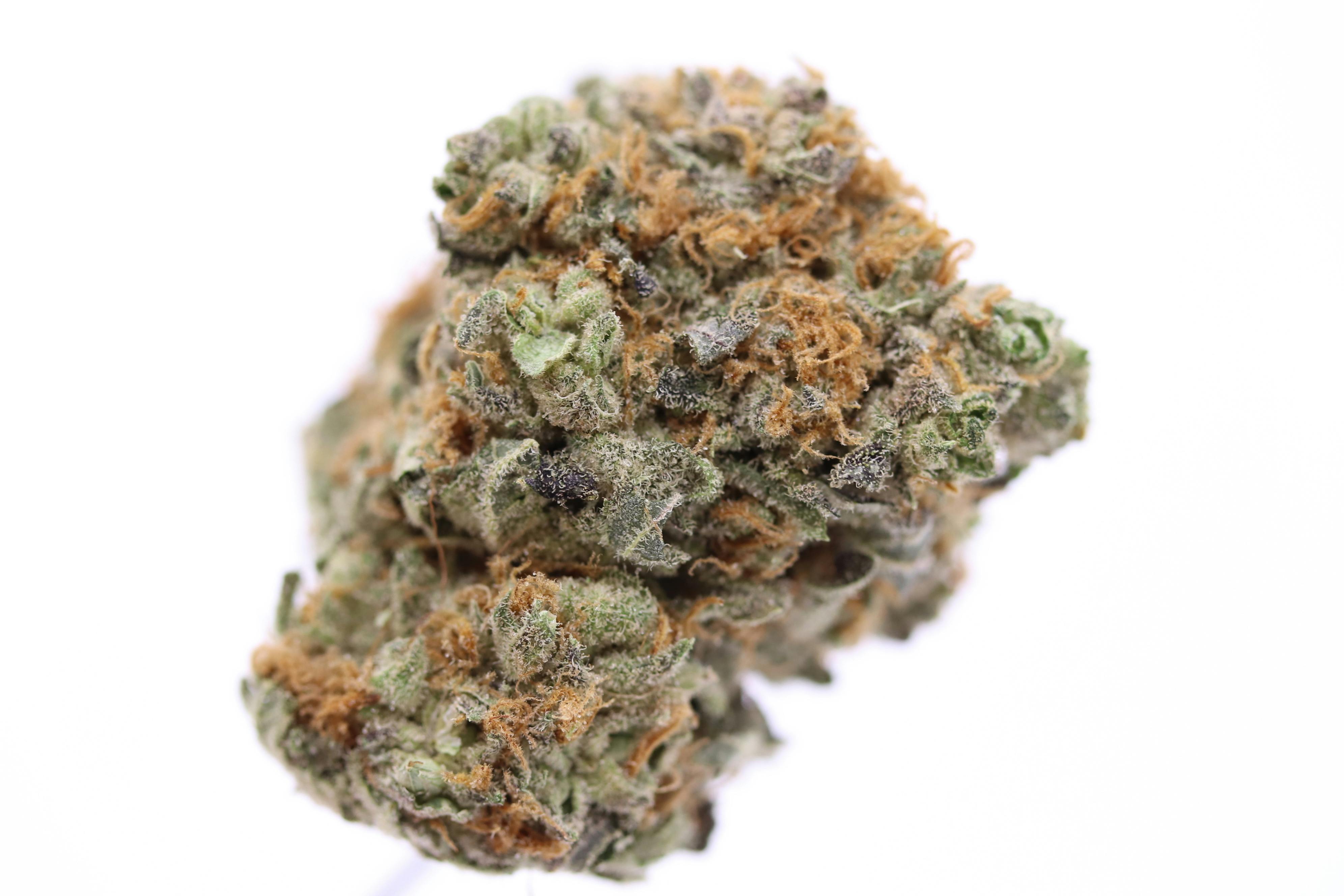 Elevation 207 - Critical Hog - 1