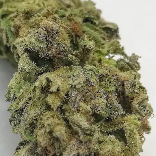 Genetica Seeds - V1 CBD - Outdoor - 1
