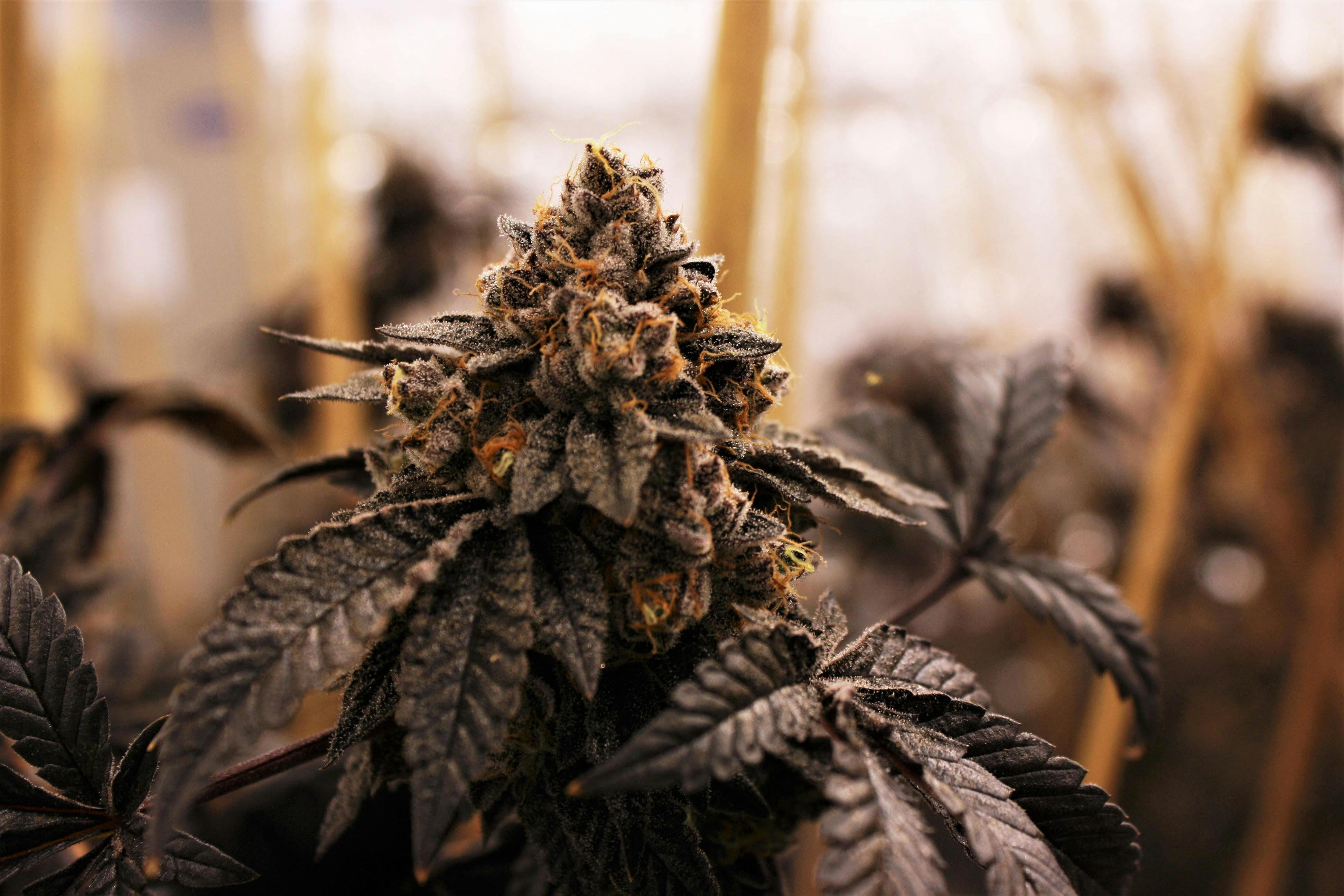 Fr33dom Farms - GSC (Forum Cut) - 1