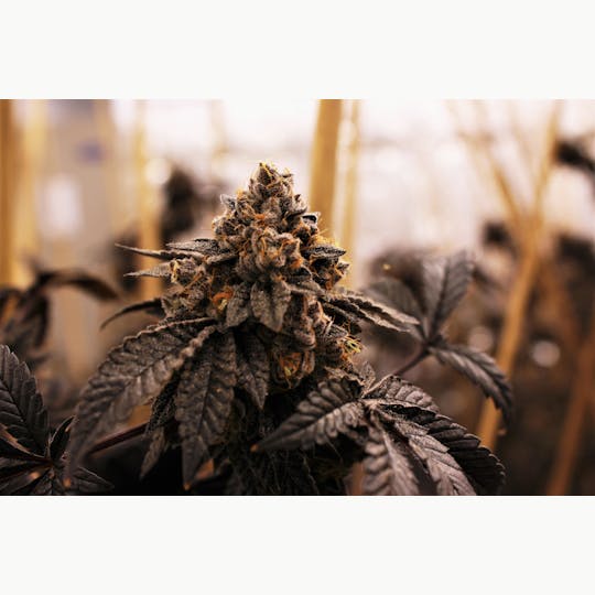 Fr33dom Farms - GSC (Forum Cut) - 1