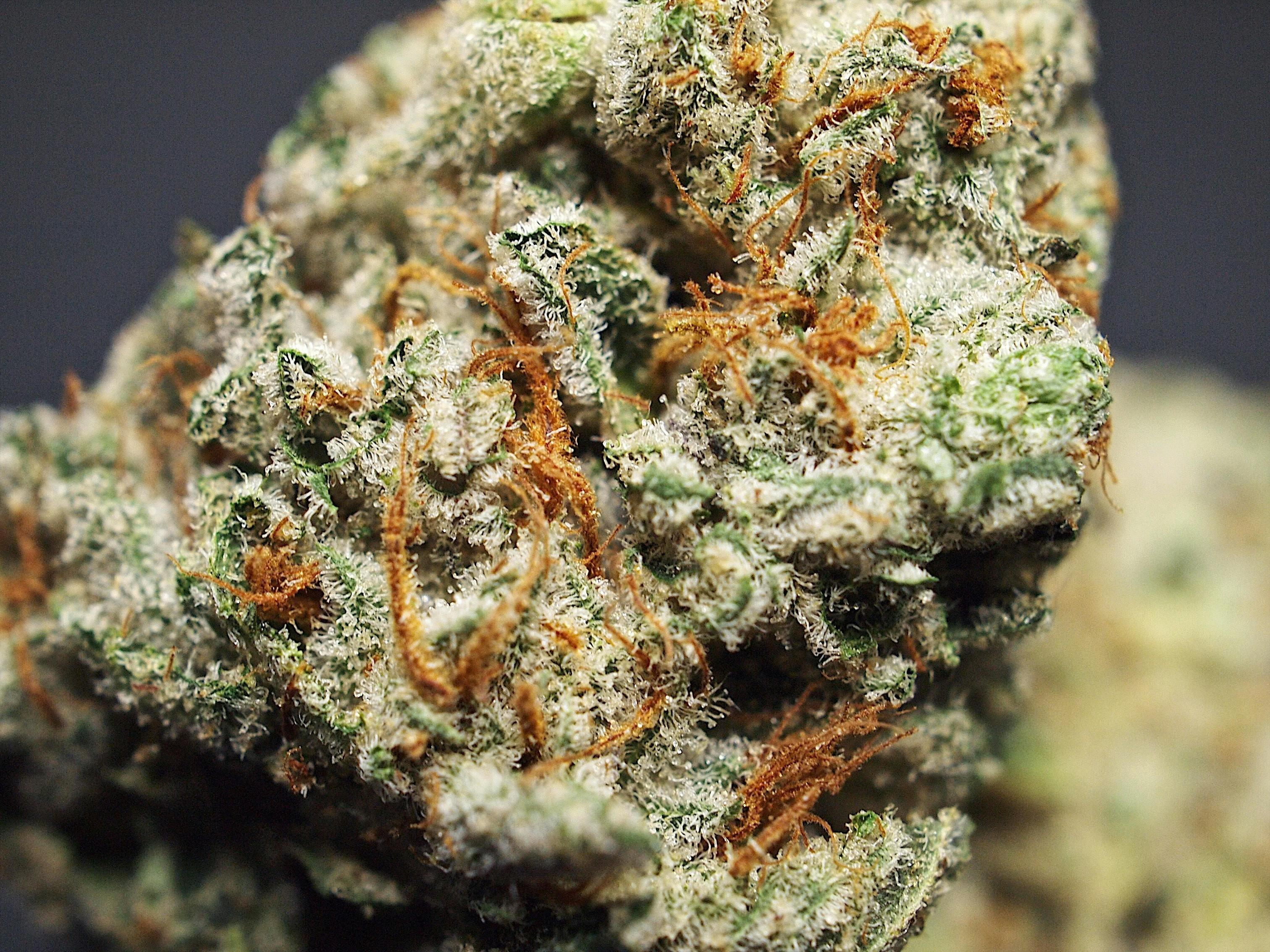 High Tide Organics - Super Silver Haze - 1