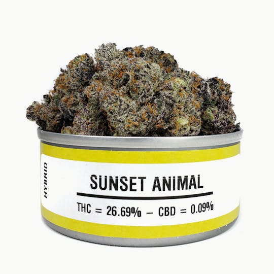 Space Monkey Meds - Sunset Animal - 1