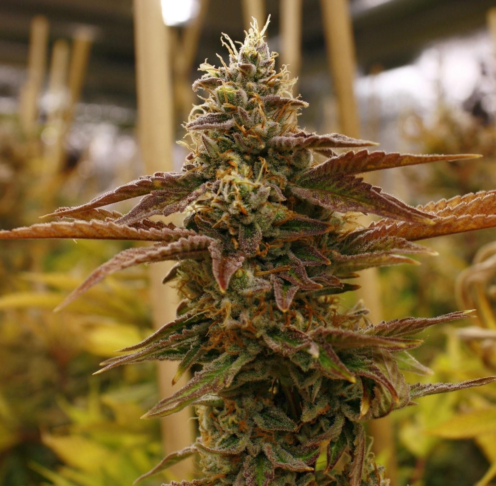 Fr33dom Farms - Hot Donna - 1