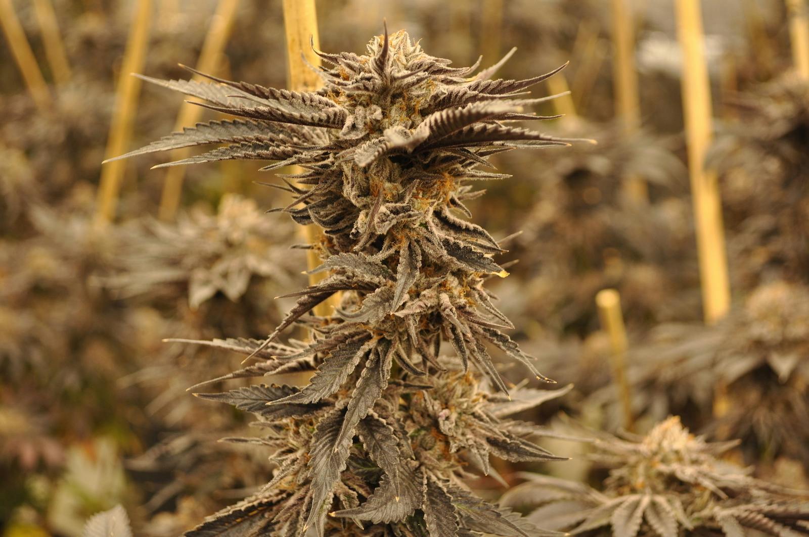 Fr33dom Farms - Obama Kush - 1