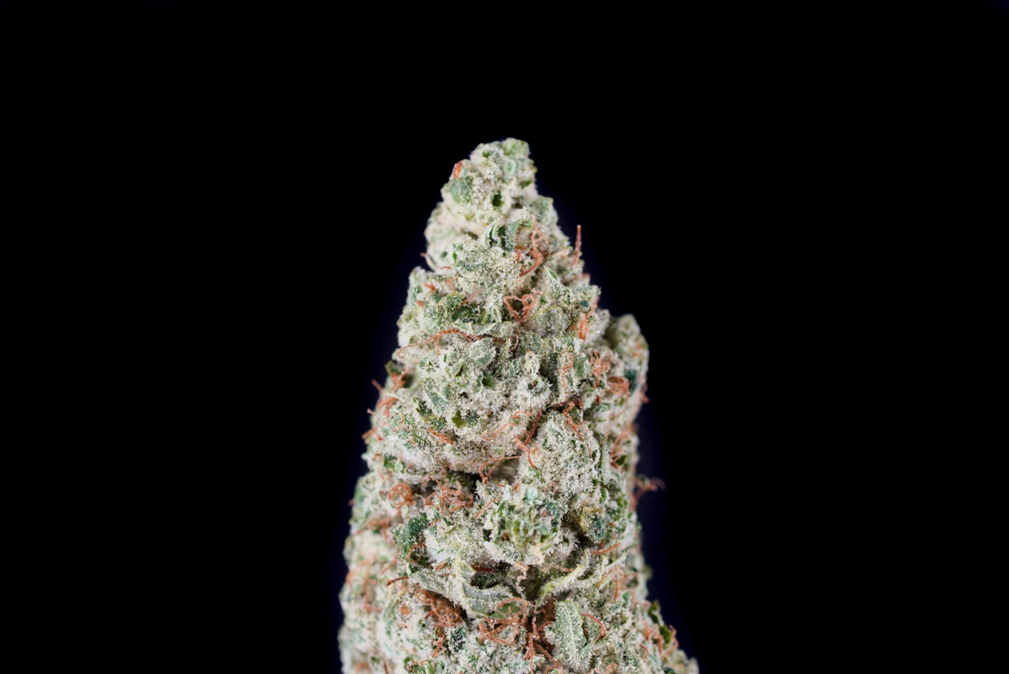 Lucky Lion - Dogwalker #4 - 1