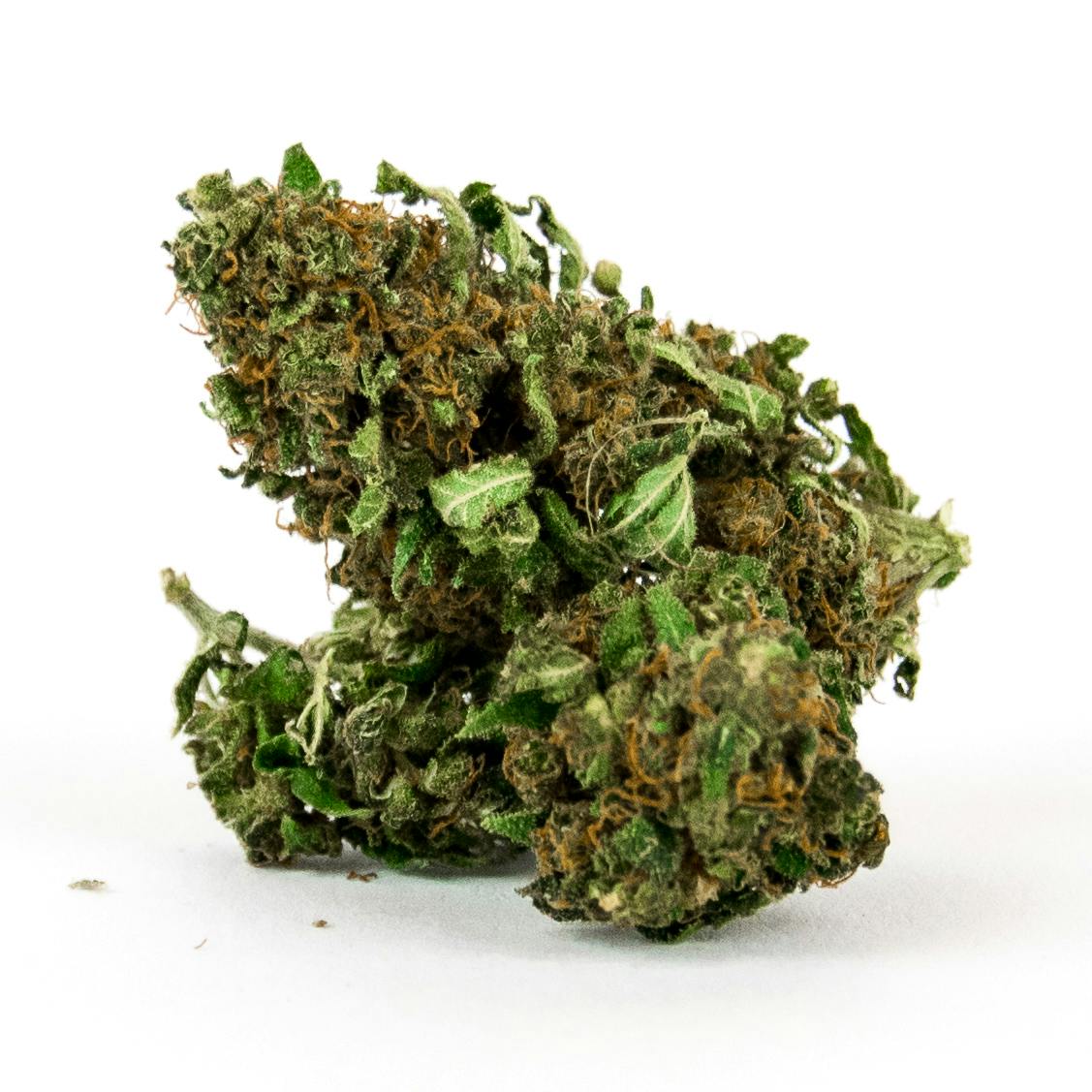 Greenfield - Kennenlerndose - 1
