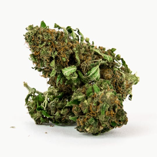 Greenfield - Kennenlerndose - 1